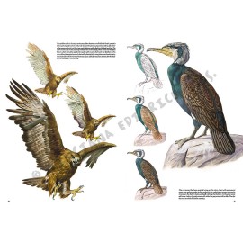 birds magazine No.28 | leonardo collection
