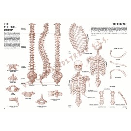 anatomy magazine No.04 | Leonardo collection