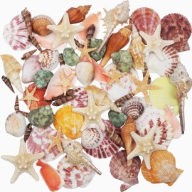 Sea Shells Mixed Ocean Beach Seashells Colorful Natural 