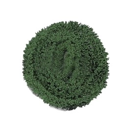 Dark Green Grass Wall